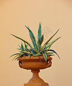 在工作室背景下隔离的盆栽室内仙人掌 陶瓷罐中的龙舌兰植物 作为复古家居装饰的大型植物架 古色古香的多刺叶装饰室内植物背景图片