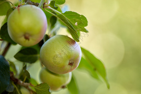 苹果树枝素材在阳光明媚的日子里 在果园的一棵树上用生青苹果的特写复制空间 新鲜有机种植的苹果在树枝上 树叶在可持续发展的水果农场上 成熟并准背景