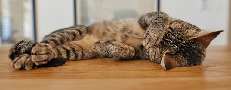 感觉猫可爱的宠物虎斑猫躺在家里的木地板上 感觉很有趣 揉着眼睛 发出咕噜声 可爱的懒惰家养猫科动物睡觉 懒惰的老虎小猫休息和放松背景