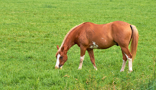 草地上的马农业生态高清图片