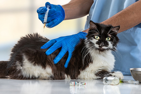 宠物保护 - 宠物保险 - 宠物疫苗接种背景