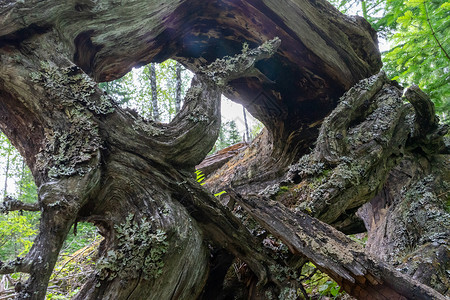 老倒下的树的根 大干燥树根暴风雪棕色生态野生动物木头损害碎片伤害风暴森林背景图片