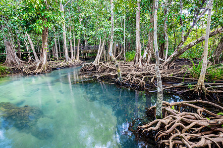 泰国克拉比的热带树根或沼泽林和水流中的Tha Pom红树林树干环境自然公园旅行气候海岸线摄影运河植物沼泽背景图片
