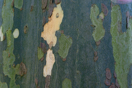 法国梧桐树皮的纹理 树皮纹理特写自然灰色木材卡其色皮肤广场植物梧桐树背景图片