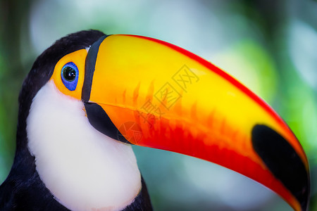 嘴里伊瓜苏巴西潘塔纳尔岛多彩多彩的Toco Toucan热带鸟类旅游羽毛好奇心目的地巨嘴橙子动物摄影文化宠物背景