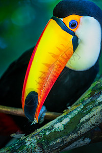 亚马逊州巴西巴西潘塔纳尔岛多彩多彩的Toco Toucan热带鸟类野生动物主题巨嘴鸟羽毛摄影动物橙子宠物文化旅游背景