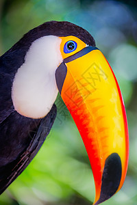 嘴里伊瓜苏巴西潘塔纳尔岛多彩多彩的Toco Toucan热带鸟类动物宠物野生动物摄影主题巨嘴鸟羽毛橙子旅游文化背景