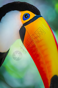 嘴里伊瓜苏巴西潘塔纳尔岛多彩多彩的Toco Toucan热带鸟类文化摄影巨嘴鸟野生动物宠物动物主题旅游羽毛橙子背景