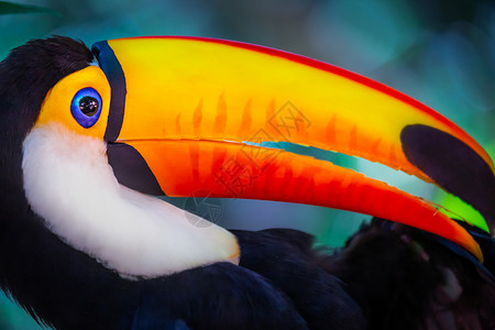 嘴里伊瓜苏巴西潘塔纳尔岛多彩多彩的Toco Toucan热带鸟类文化橙子目的地野生动物摄影动物宠物好奇心巨嘴主题背景