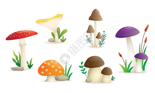 食用野生植物野生泥浆间设置矢量插图 在白色背景上隔离六类蘑菇插画