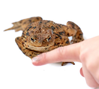 棕色身体和干燥粗皮上黑色点标记的常见真 有人用手指白色背景 布福尼达物种的青蛙随时可以跳来跳去并卷土重来背景图片