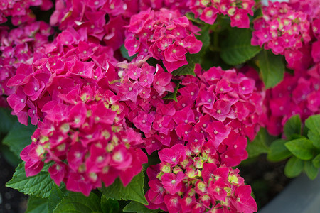 明亮的粉红色鲜花和模糊背景的绿叶背景图片