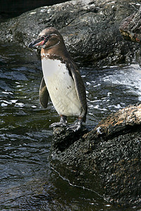 加拉帕戈斯企鹅 厄瓜多尔加拉帕戈斯国家公园背景图片