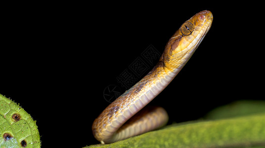 蛇之吻哥斯达黎加科科瓦多国家公园爬虫自然保护毒蛇大佐生物学家热带原始森林自然环境小提琴背景