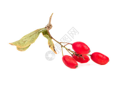 分部门干果食物种子芳香绿色草本水果枸杞红色宏观枝条背景图片
