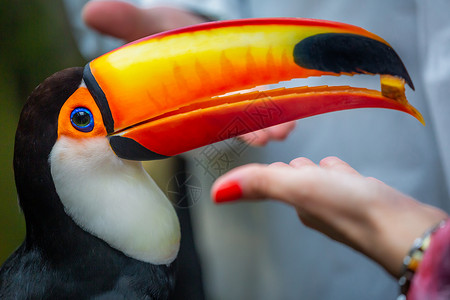 嘴里伊瓜苏巴西潘塔纳尔岛多彩多彩的Toco Toucan热带鸟类食鸟部分宠物食物热带主题巨嘴鸟旅游摄影橙子动物野生动物背景