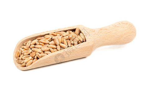 勺子中的小麦饮食粮食种子植物早餐烹饪谷物团体收成宏观背景图片