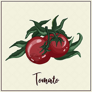 番茄温室与蔬菜的卡片 番茄 绘制的红番茄 矢量图 农业 温室蔬菜插画