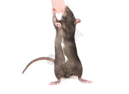 老鼠吃肉断尾巴老鼠高清图片
