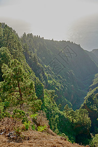 西班牙加那利群岛La Palma山脉的青绿森林景象 Tall 松树在zen无声林中生长 自然与静默 舒缓的氛围和谐相处背景图片