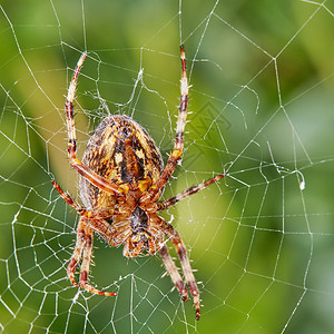 一只核桃天体织布工蜘蛛在其自然栖息地的模糊多叶背景下在网中的特写 一只八足蜘蛛在大自然中织网 周围环绕着绿树生态系统背景图片