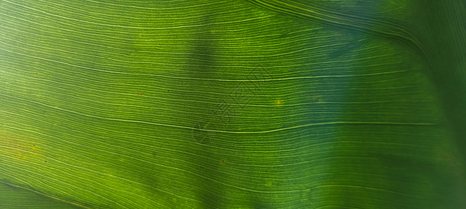 香蕉树素材绿树叶和巴西土生植物衬套叶子荒野植被热带墙纸花园环境植物群家庭背景