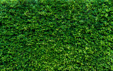树篱墙纹理背景中的小绿叶 特写镜头绿色树篱植物在庭院里 生态常绿树篱墙 自然背景 自然之美 绿叶与自然图案壁纸木头季节灌木植物群背景图片