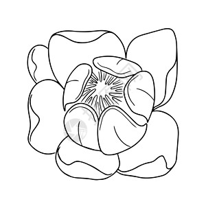 白色背景上的鲜花分隔符 黑白矢量图示标识程式化插图植物群装饰植物植物学风格艺术收藏背景图片