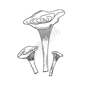 蘑菇素描蘑菇黑线手在白色背景上画草图维生素艺术荒野插图花园中风森林黑与白烹饪季节设计图片