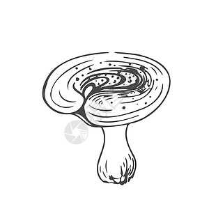大蒜蘑菇蘑菇黑线手在白色背景上画草图手绘植物艺术素描线条花园荒野季节烹饪插图设计图片