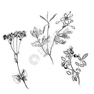 手绘植物甘菊Celandine 玫瑰花搭起的鲜花手画出白色孤立的植物图示背景