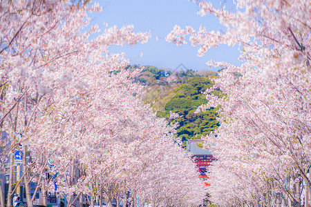 庞沙冈樱花满盛开的樱花沙库拉寺庙晴天叶子蓝天植物巷道花瓣粉色神社方法背景