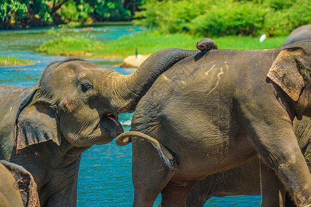 稀树草原大象室内动物园戏水高清图片