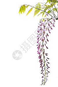 美丽的春天盛开的威斯特莎分枝 孤立在白色上藤本枝条植物群树叶紫色香气宏观植物学藤蔓叶子背景