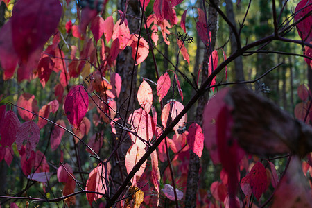 秋天背景 狼的灌木丛红和橘子叶分心了高清图片