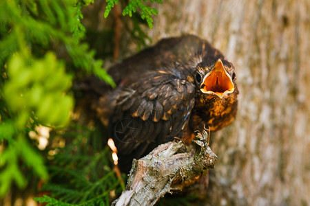 一只画眉小鸡张开嘴坐在树枝上寻找食物 这只鸟是一只小黑鸟 坐在树上生活翅膀居住野生动物教养新生小鸟花园动物栖息地背景图片