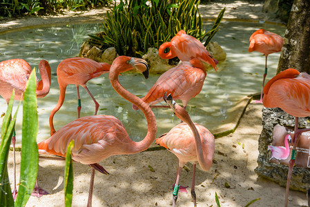 公园树荫下的粉红火烈鸟 墨西哥 Yu Atan旅行团体橙子热带脖子海滩动物园动物情调鸟类背景图片