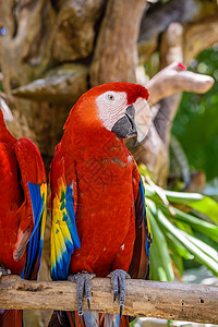 只猩红色的金刚鹦鹉 Ara macao 红色 黄色和蓝色的鹦鹉坐在热带森林的分支上 Yu atan 墨西哥航班眼睛鸟类情调宠物野背景
