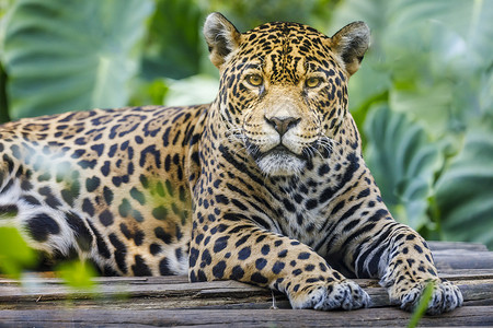 捷豹黑豹野生动物摄影高清图片