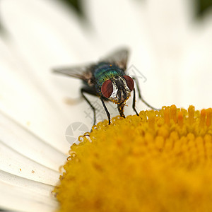 普通雏菊普通的绿色瓶蝇为一朵白色雏菊花授粉 一只丽蝇从植物的黄色雌蕊中心取食花蜜的特写 生态系统中昆虫和虫子的宏观花瓣荒野飞行苍蝇花园季背景