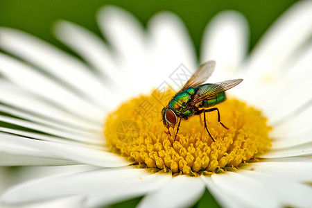 常见的绿色瓶蝇在户外为一朵白色雏菊花授粉 一只丽蝇从延胡索植物的黄色雌蕊中吸取花蜜的特写镜头 生态系统中昆虫和虫子的宏观动物花朵背景