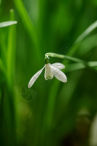 普通的稗草花朵植物高清图片