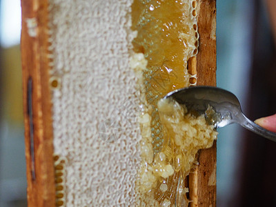 拔牙钳养蜂人在家里从蜜蜂蜂蜂巢中提取有机蜂蜜并滴水收成六边形萃取饮食蜂房花蜜健康饮食乡村农业梳子背景