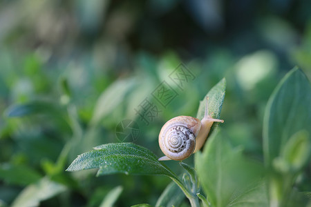 小蜗牛吃树叶运动植物学高清图片