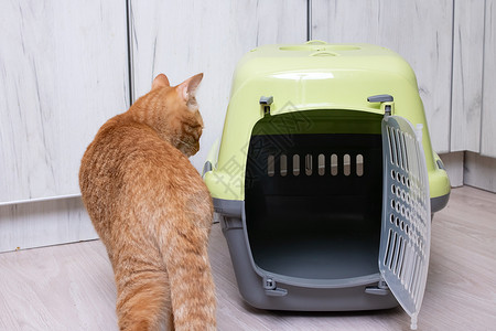 红猫检查塑料载体的封闭案件运输车橙子胡须紫色小狗运输安全哺乳动物宠物背景图片