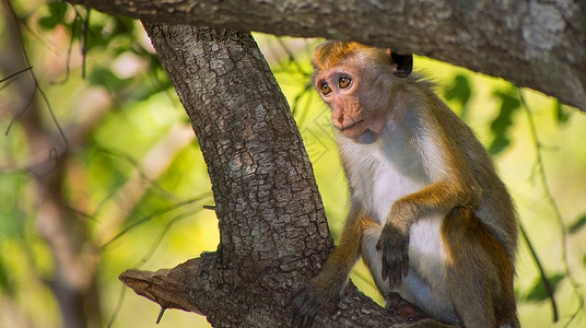 国家公园 斯里兰卡生物猕猴生态主题动物保护野外动物脊椎动物自然保护区自然公园背景图片