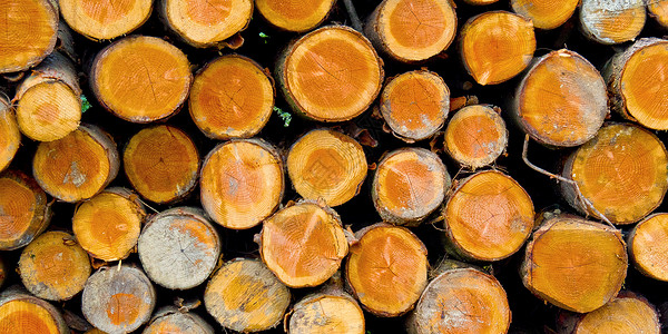 戈尔贝亚自由的木头高清图片