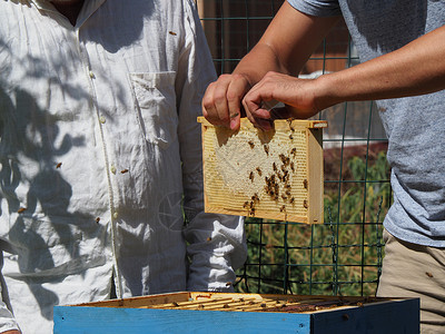 六边形框养蜂大师拔出一个带蜂蜜的框 从蚁群中的蜂巢里提取出来检查六边形安全药品殖民地花蜜生产男人蜜蜂传粉者背景