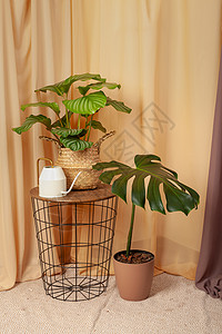 一株龟背竹仍然有植物和水的活物 在棕色窗帘背景上生长桌子叶子热带异国雨林图案姜目条纹空气背景