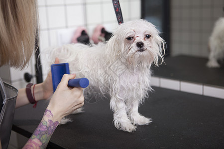 在美容沙龙上可爱的快乐的小狗狗魅力发型美容师犬类梳理动物毛皮理发师理发刷子背景图片
